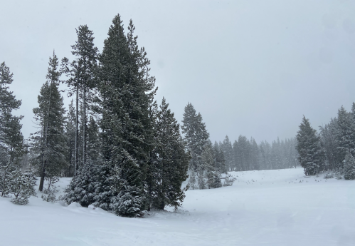 A snowy landscape with tall evergreen trees and a misty, overcast sky. Snow covers the ground and branches.