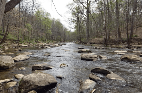 A serene river flows through a forested area, with large rocks scattered along the water's edge and trees in the background.