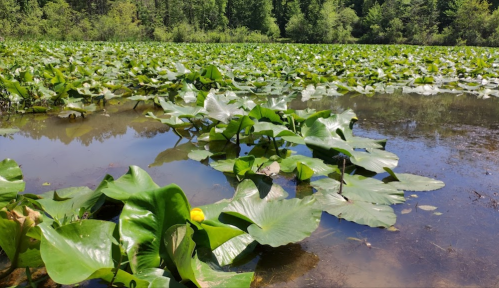A serene pond covered with large green lily pads, surrounded by lush trees and clear blue sky.