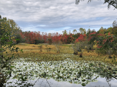 A serene wetland scene with vibrant autumn foliage, reflecting in the water and surrounded by lush greenery.