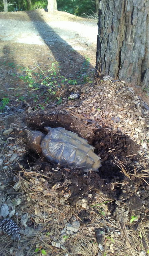 A turtle partially buried in soil near a tree, surrounded by pine cones and greenery.