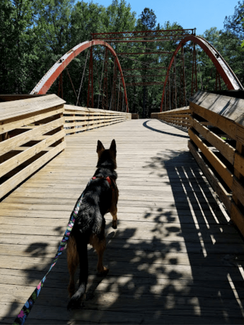 A dog on a leash walks towards a wooden bridge surrounded by trees on a sunny day.