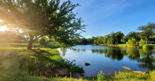 A serene lake surrounded by lush greenery and a tree, with sunlight reflecting on the water's surface.