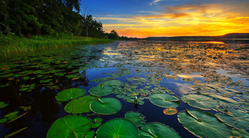 A serene lake at sunset, with vibrant lily pads floating on the water and colorful clouds reflecting in the sky.
