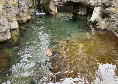 A river otter swims in a clear, rocky pool with a waterfall in the background.