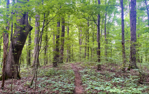 A serene forest scene with tall trees and a narrow dirt path winding through lush green foliage.