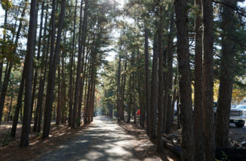 A sunlit path through tall pine trees, with a glimpse of vehicles parked along the side.