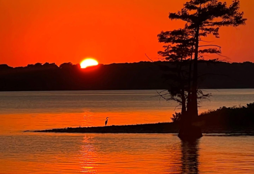 A serene sunset over a lake, with a silhouette of a tree and a heron standing by the water's edge.