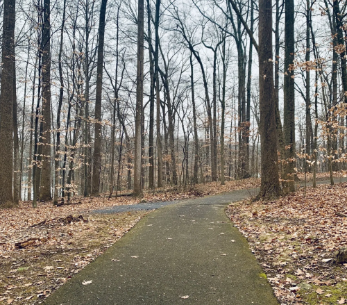 A winding path through a wooded area with bare trees and fallen leaves on the ground, under a cloudy sky.