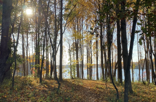 A serene forest path lined with tall trees, golden leaves, and sunlight filtering through, leading to a calm lake.