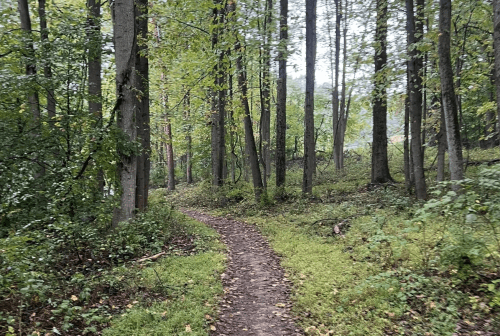A winding dirt path through a lush green forest with tall trees and scattered leaves on the ground.