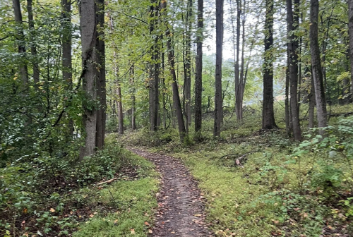 A winding dirt path through a lush green forest with tall trees and scattered leaves on the ground.