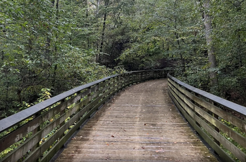 A winding wooden bridge surrounded by lush green trees in a serene forest setting.