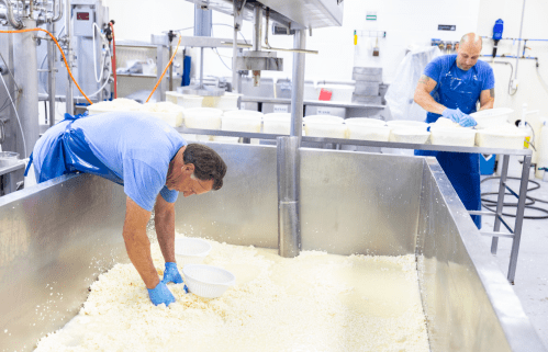 Two workers in a cheese production facility, one scooping curds from a large vat while the other prepares containers.