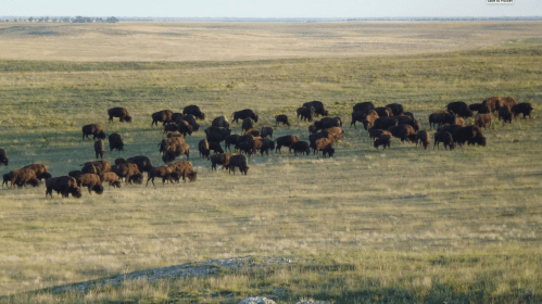 A herd of bison grazing on a grassy plain under a clear sky.