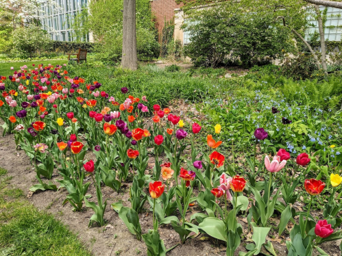 A vibrant garden filled with blooming tulips in various colors, surrounded by lush greenery and trees.