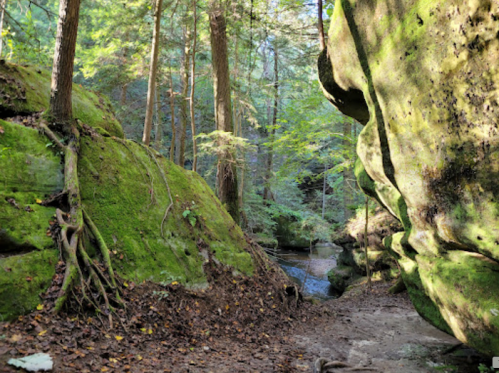 A serene forest scene with moss-covered rocks, tall trees, and a small stream flowing through a narrow path.