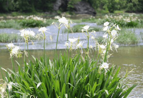 A cluster of white flowers with long, slender petals grows near a calm river, surrounded by lush greenery.