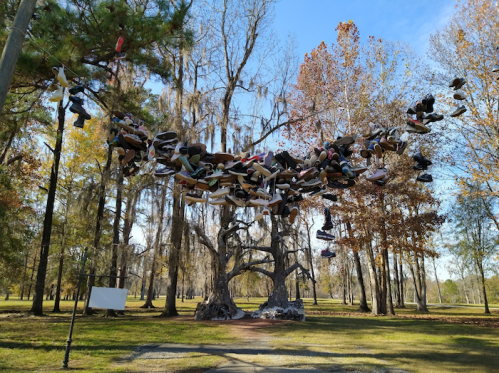 A tree adorned with numerous shoes hanging from its branches, set in a park with autumn foliage.