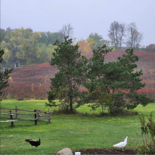 A misty landscape featuring trees, a peacock, and a white bird near a colorful autumn field.