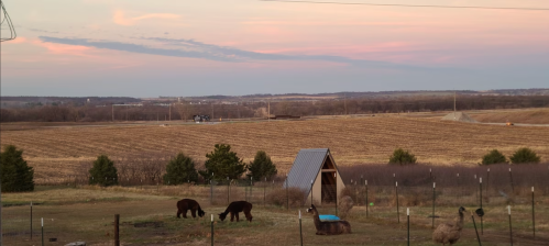 A serene landscape with grazing animals, a small shelter, and rolling fields under a colorful sunset sky.