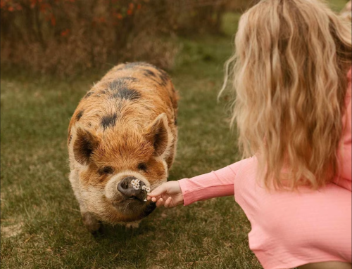 A person in a pink dress feeds a friendly pig in a grassy field.
