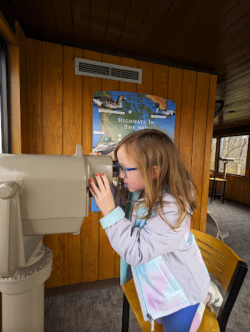 A young girl looks through a telescope inside a wooden observation area, with a nature poster in the background.