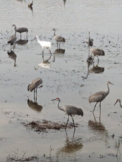 A group of cranes wading in shallow water, with one white bird among them in a natural wetland setting.