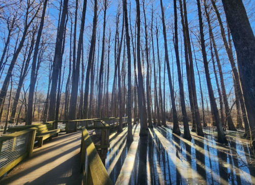A wooden boardwalk winds through tall, bare trees reflecting in calm water under a clear blue sky.