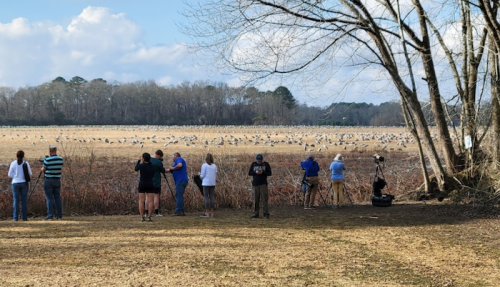 A group of people observing birds in a field, with trees and a blue sky in the background.