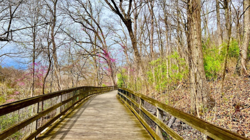 A wooden walkway winds through a forest with bare trees and hints of spring greenery and blooming flowers.