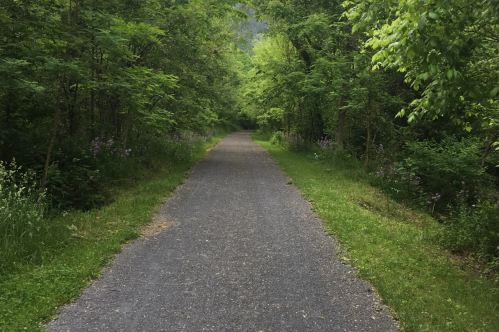 A serene, tree-lined path surrounded by lush greenery and wildflowers, inviting for a peaceful walk or bike ride.