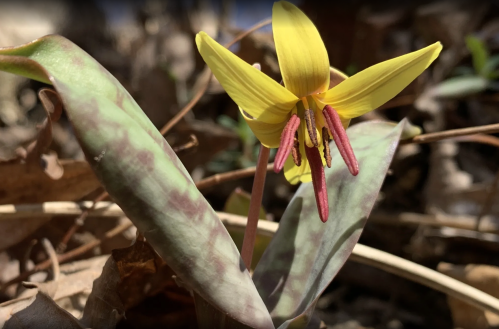 A close-up of a yellow flower with red stamens, surrounded by green leaves and dry brown foliage.