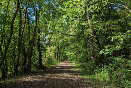A serene forest path lined with lush green trees and dappled sunlight filtering through the leaves.