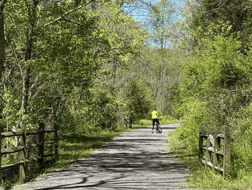 A cyclist rides along a tree-lined path, surrounded by lush greenery on a sunny day.