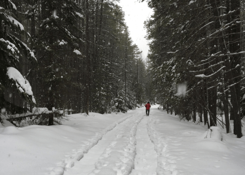A person walks down a snowy forest path, surrounded by tall trees and falling snowflakes.