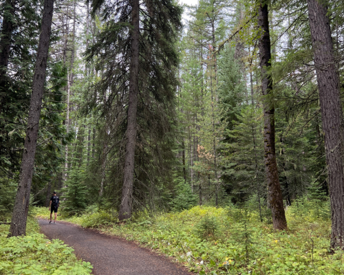 A person walking on a path through a lush green forest with tall trees and underbrush.