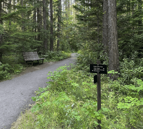 A forest path with a bench and a sign indicating the trail name, surrounded by lush greenery.