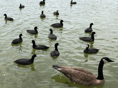 A group of ducks and geese swimming in a calm greenish water body.