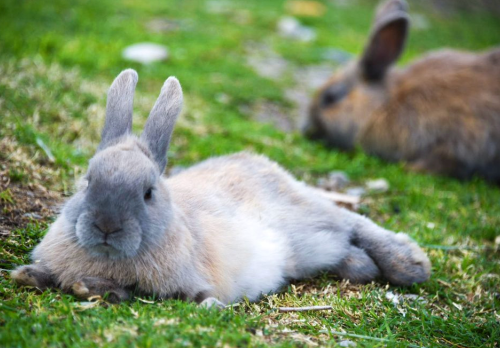 Two rabbits resting on green grass, one lying down in the foreground and another blurred in the background.