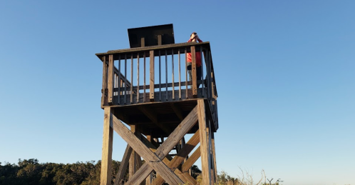 A person stands on a wooden observation tower, looking through binoculars against a clear blue sky.