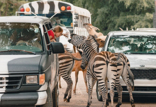 A child leans out of a van as zebras approach in a wildlife park, with buses in the background.