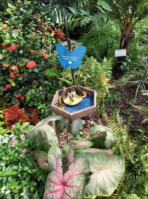 A butterfly-shaped sign hangs above a small water feature surrounded by lush greenery and colorful plants.