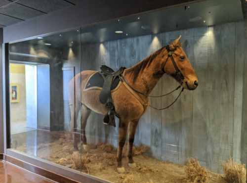 A mounted horse in a glass display case, featuring a saddle and set against a wooden backdrop with straw on the floor.