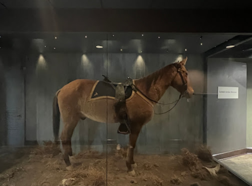 A mounted horse display in a glass case, featuring a saddle and set against a dimly lit background.