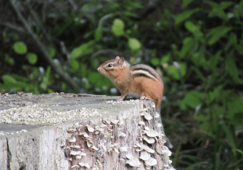 A chipmunk perched on the edge of a tree stump, surrounded by green foliage and mushrooms.