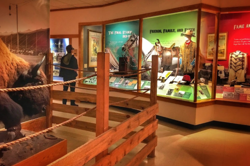 A museum exhibit featuring displays on local history, including artifacts and information panels, with a bison in the foreground.