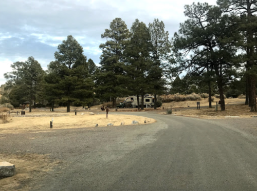 A gravel road winds through a wooded area with tall pine trees and an RV parked in the distance.