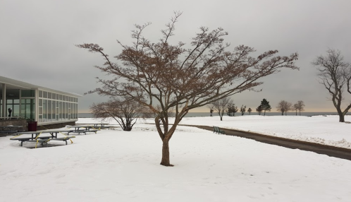 A bare tree stands in a snowy landscape near a building, with a cloudy sky and distant trees in the background.