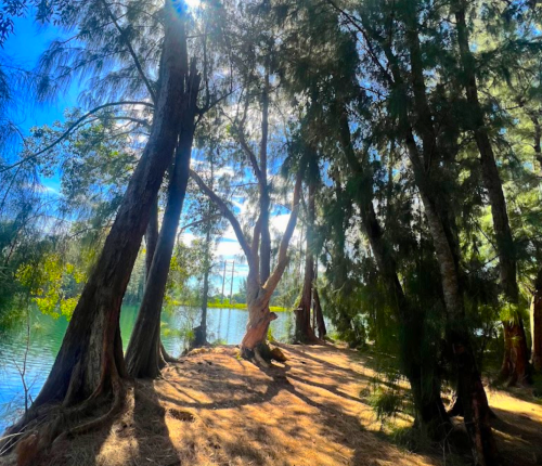 A serene lakeside scene with tall trees casting shadows on the ground, under a bright blue sky.